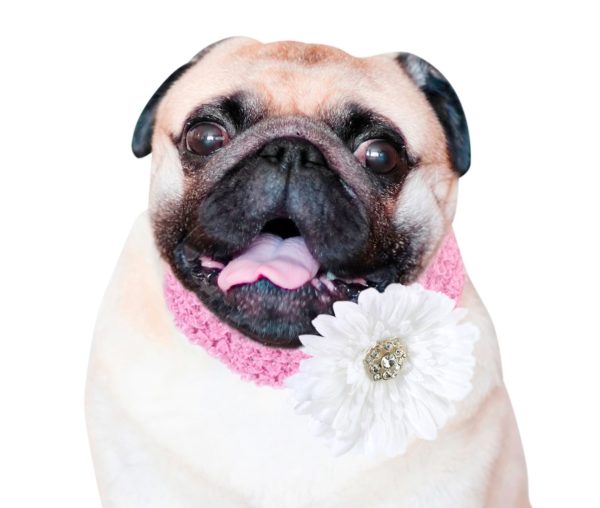 Flower Dog Halsband